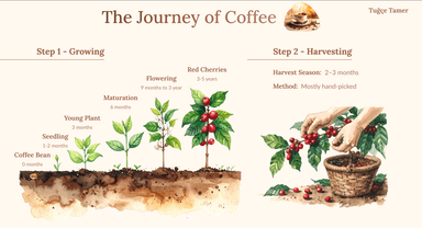 TheJourneyOfCoffee 1